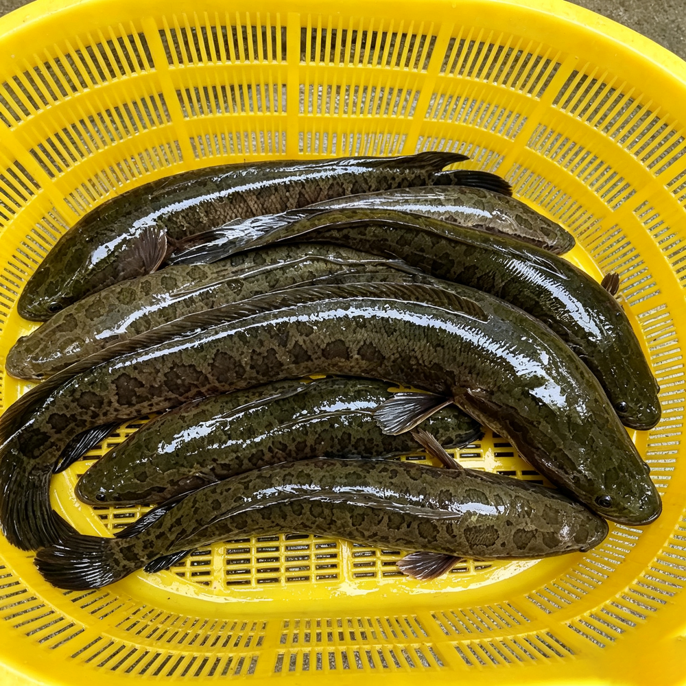 Wild-Caught & Delivered Fresh