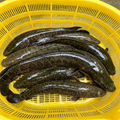 Snakehead Fish