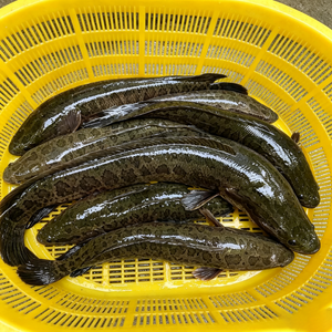 Fish