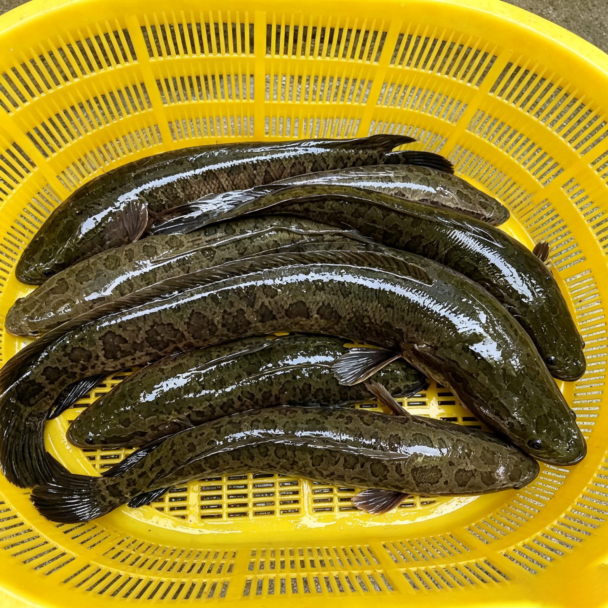 Snakehead Fish