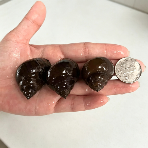 River Snails